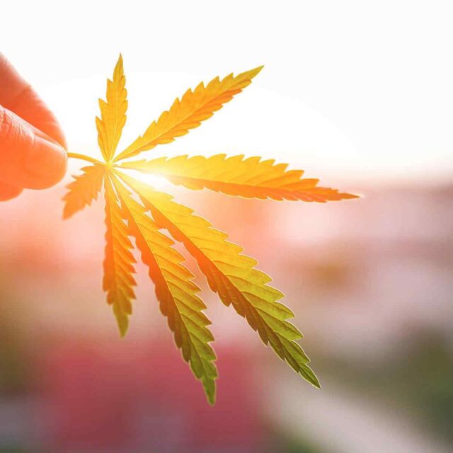 Warum wir uns für einen Cannabisverein entschieden haben