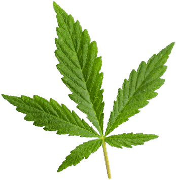 https://joints-venture.de/wp-content/uploads/2018/12/marijuana_leaf.png