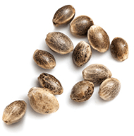 https://joints-venture.de/wp-content/uploads/2018/12/marijuana_seeds_white.png